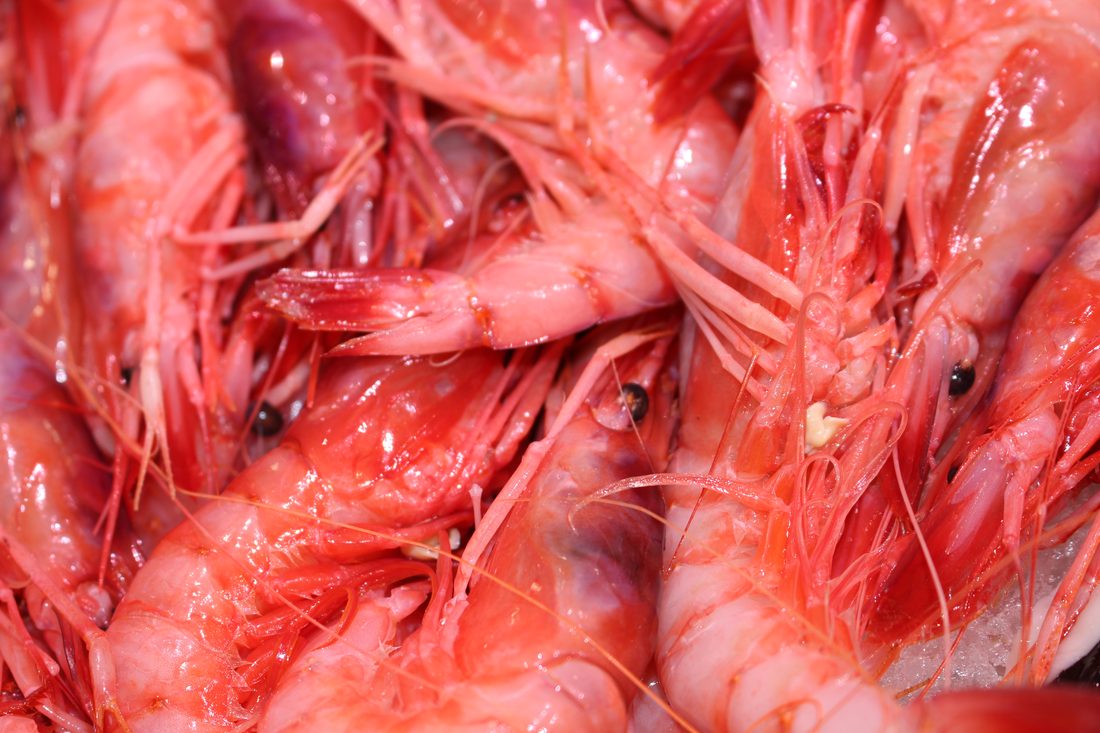 Gambas rojas frescas