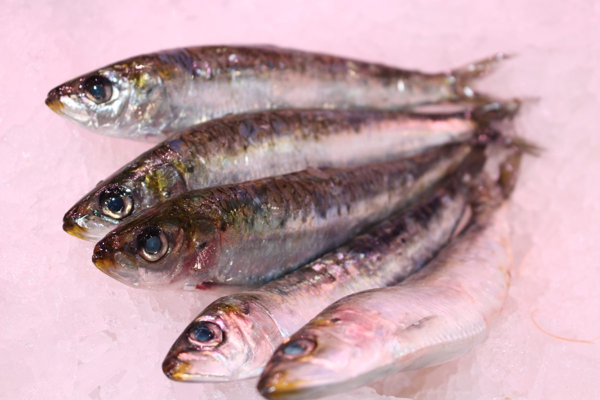 Sardinas y jureles frescos sobre hielo